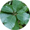 Mahamash Oil (7.2 ml)