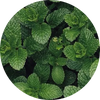Menthol (4 ml)
