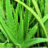 Aloe Vera Ext