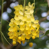 Amaltas